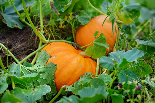 Pumpkin(কুমড়া)