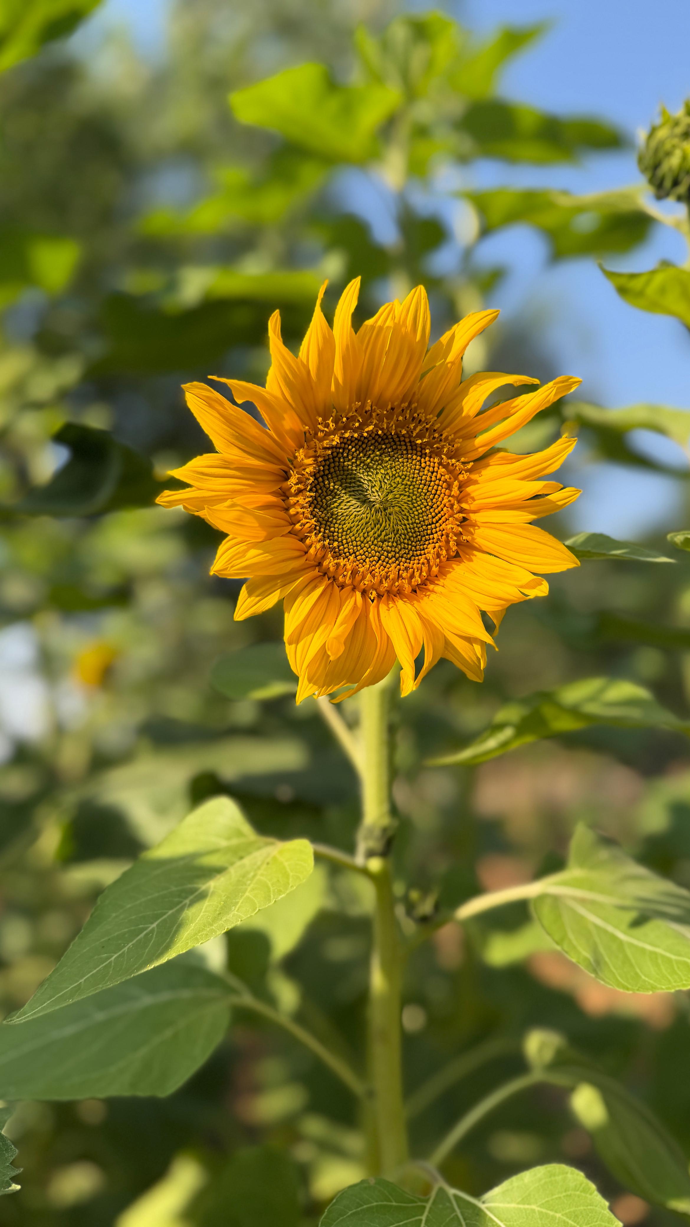 Seed Selection