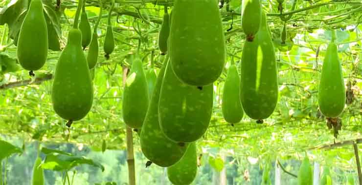 Bottle Gourd(লাউ)